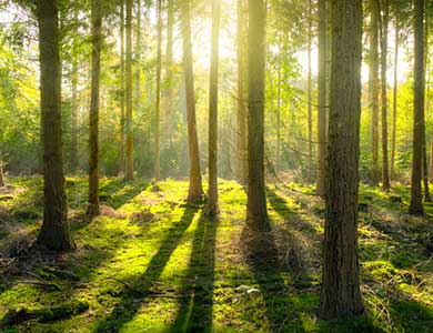 8888法國香氛香精