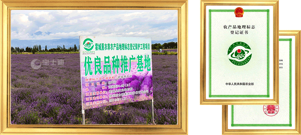 草莓视频在线霍城薰衣草農產品地(dì)理標誌保護工程