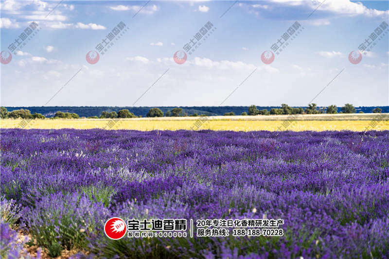 薰衣草 薰衣草(cǎo)