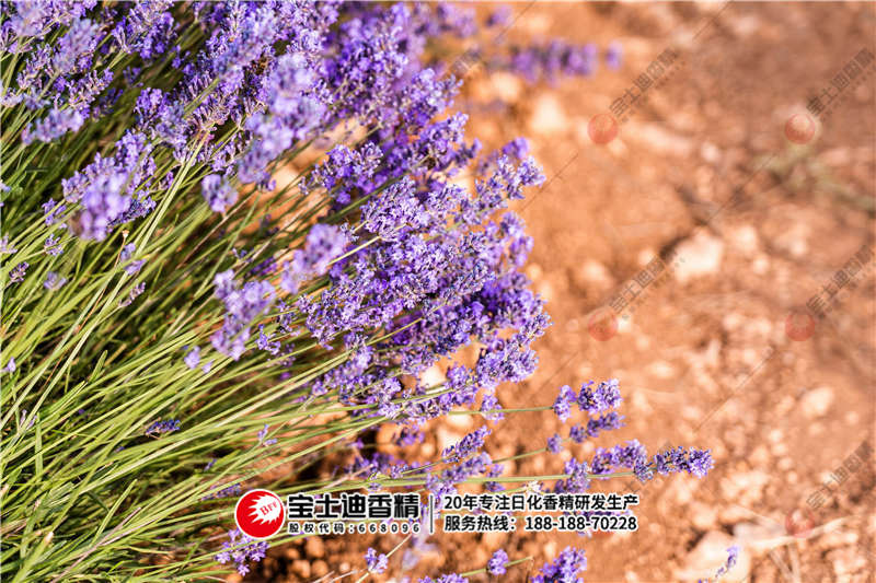 薰衣草 薰衣草(cǎo)