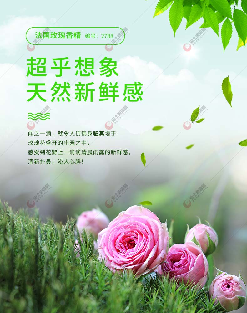 法國玫瑰香精精華液（yè）