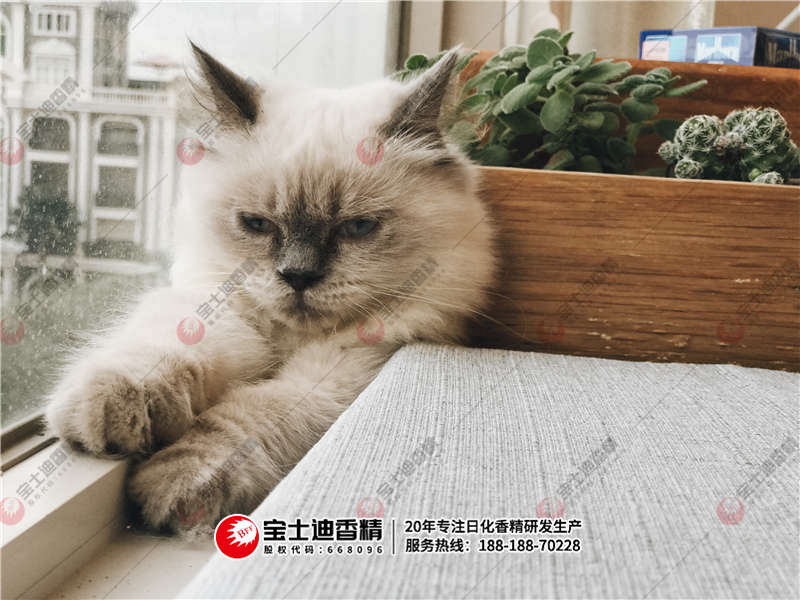 貓咪躺(tǎng)在沙發上 貓咪躺在沙發上