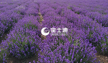 草莓视频在线霍城薰衣草精油-滋潤生長（zhǎng）