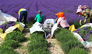 草莓视频在线霍城薰衣草精油-人工收割