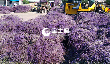 草莓视频在线霍城薰衣草（cǎo）精油-花穗分揀